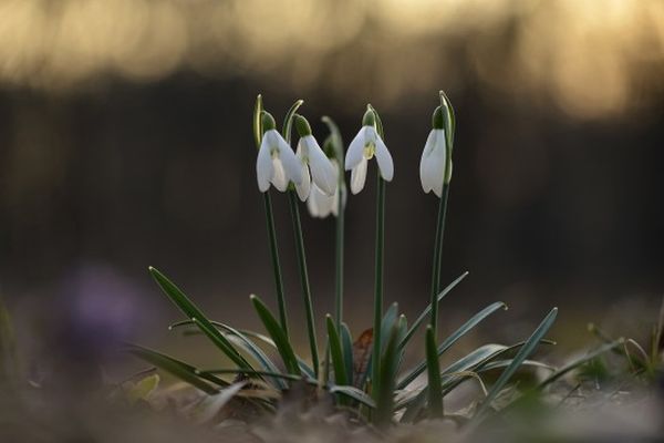 Hóvirág - Fotó: Vajda Bertalan