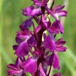 14599-orchidea-tura