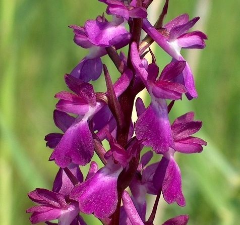 14599-orchidea-tura