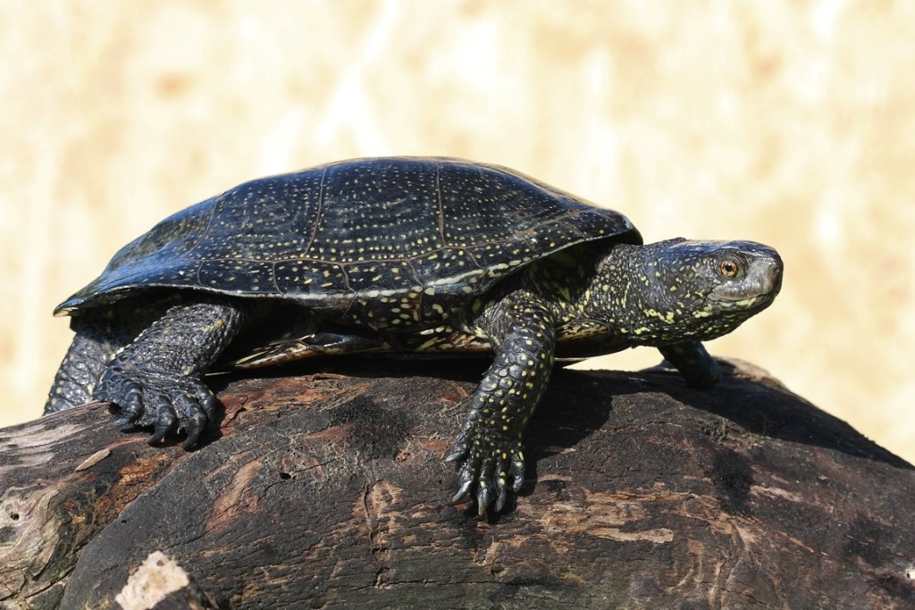 Mocsári teknős (fotó: Csonka Péter)