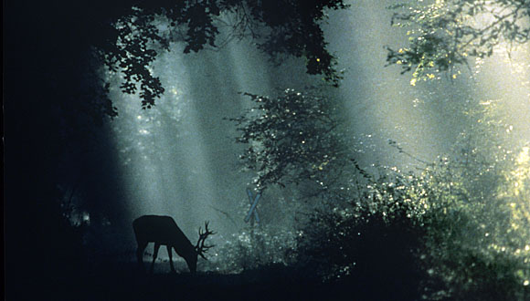 Gemenc, 1986. szeptember 7. Egy keresõ bika szimatol a gemenci erdõben egy párás hajnalon, szarvasbõgéskor. MTI Fotó: Kovács Attila