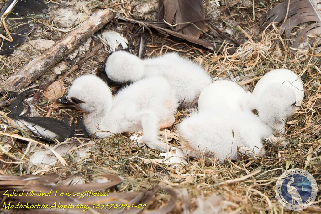 (Kikeltek az első kis gólyák a parkban. Forrás: madarpark.hu)
