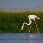 rozsas_flamingo_kiskunsag