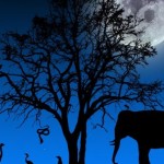 african-wallpaper-night-landscapes-animals-4269-702x336