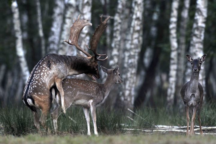 Dámszarvas (Dama dama) bikák verekszenek a SEFAG Zrt. barcsi erdészetének területén. - MTI Fotó: Kovács Attila