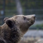 Pécs, 2016. október 20. A pécsi álletkert új, Nikoláj nevû hatéves barna medvéje (Ursus arctos) 2016. október 20-án. MTI Fotó: Sóki Tamás