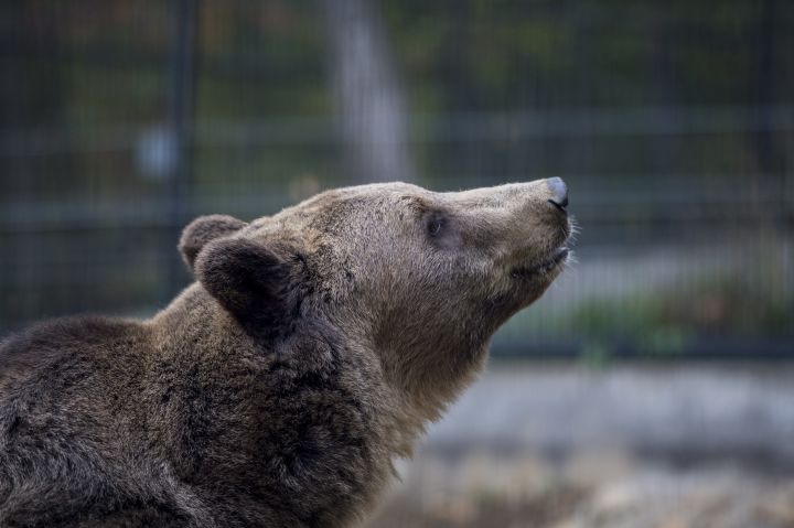 Pécs, 2016. október 20. A pécsi álletkert új, Nikoláj nevû hatéves barna medvéje (Ursus arctos) 2016. október 20-án. MTI Fotó: Sóki Tamás