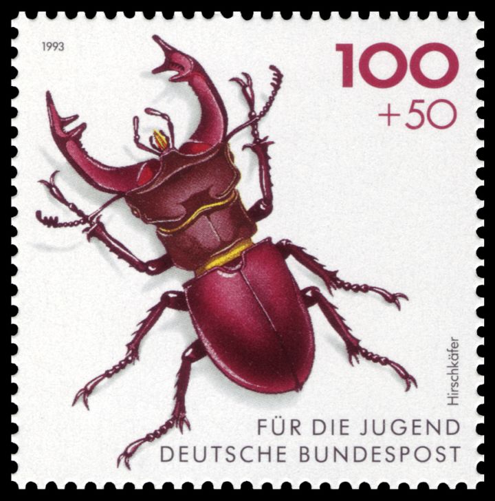 Nagy szarvasbogár egy 1993-as német bélyegen (forrás: Wikiwand)