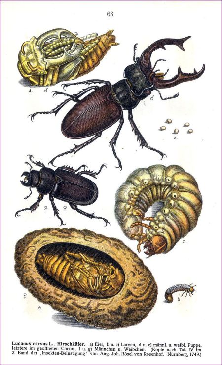 A szarvasbogár egyedfejlődése Edmund Reitter Fauna Germanica: Die Käfer des deutschen Reiches című munkájában (II. kötet, 68. tábla) (forrás: Wikipedia)
