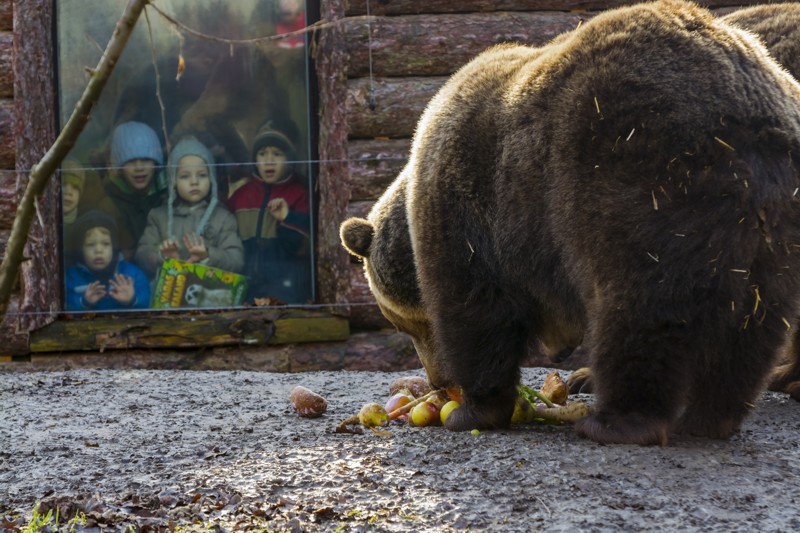 SZEGED, HUNGARY - 2. FEBRUARY 2016 - Children are looking brown bears in the "bear prediction" program of Szeged Zoo