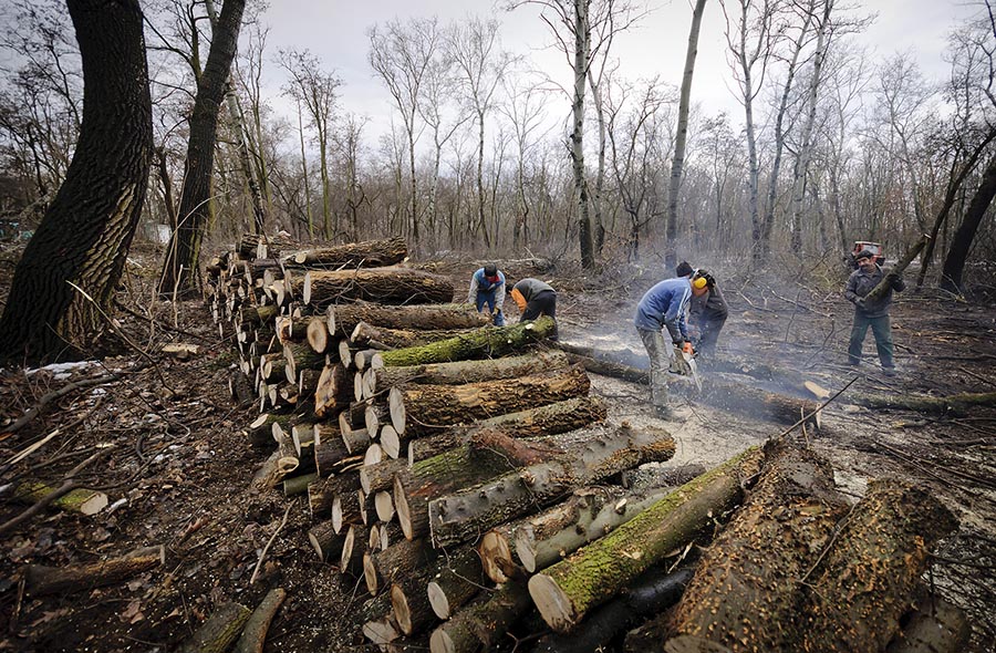 Debrecen, 2013. január 21. Munkások fát vágnak láncfűrésszel a debreceni Nagyerdőben 2013. január 21-én. Megszabadítják a nem őshonos fáktól a debreceni Nagyerdő egy részét a Nyírerdő Zrt. Debreceni Erdészetének munkatársai. Másfél hektáron az invazív egyedeket vágják ki: akác, nyugati ostorfa és kései meggy kitermelésére kerül sor. Tavasszal a területet felújítják őshonos fafajokkal: hazai nyár, ezüst hárs, nyír és korai juhar kerül majd ezen területre. MTI Fotó: Czeglédi Zsolt