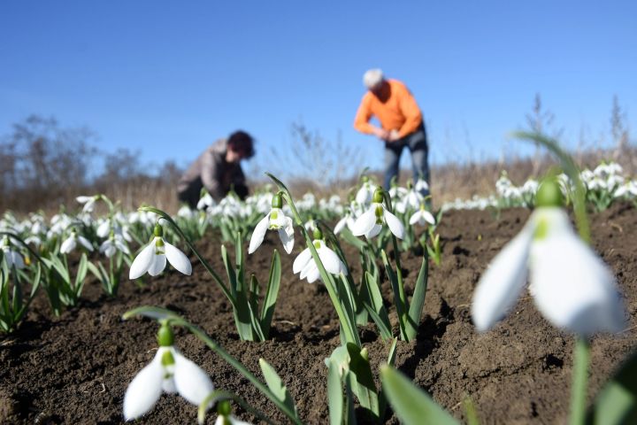 Heller Lídia és Czakó János szedik a hóvirágot (Galanthus nivalis) Kunszentmárton határában lévő földjükön 2017. március 3-án - MTI Fotó: Mészáros János