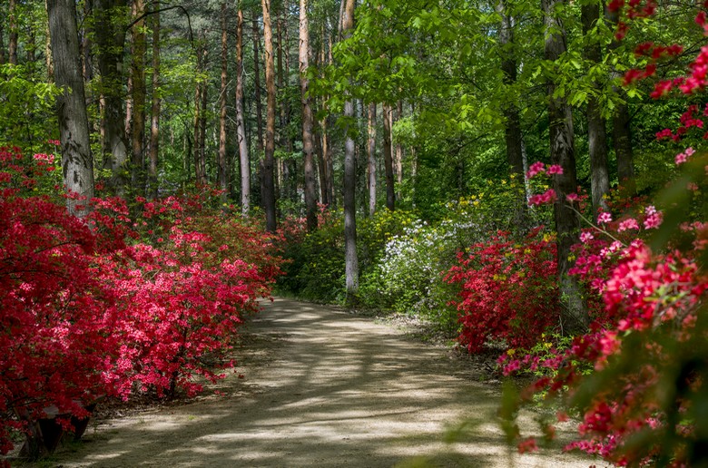 Jeli Arborétum, Szombathelyi Erdészet, rododendron