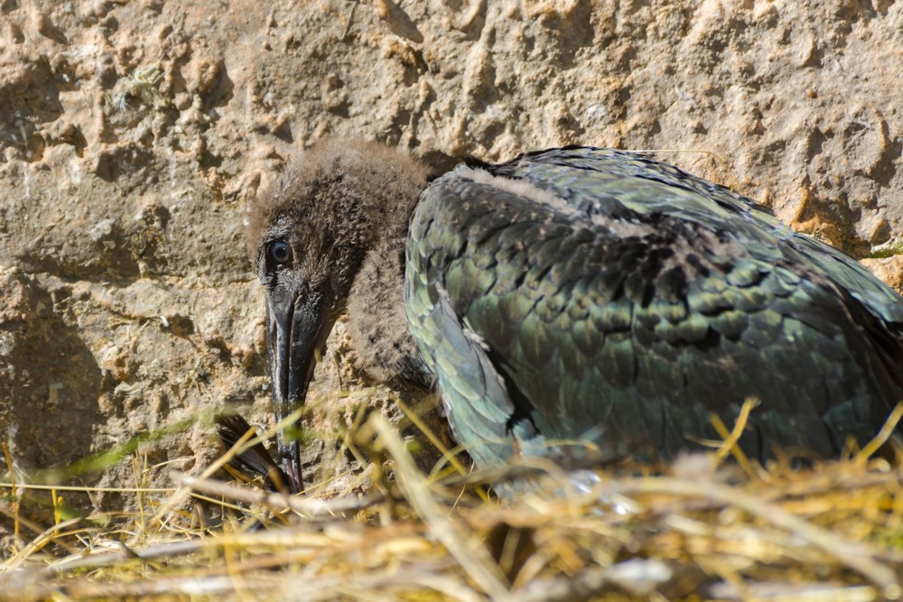 Northern bald ibis or waldrapp - Geronticus eremita - nestling