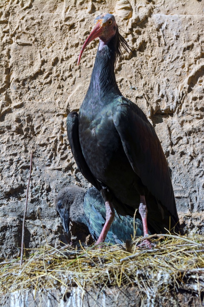 Northern bald ibis or waldrapp - Geronticus eremita - nest