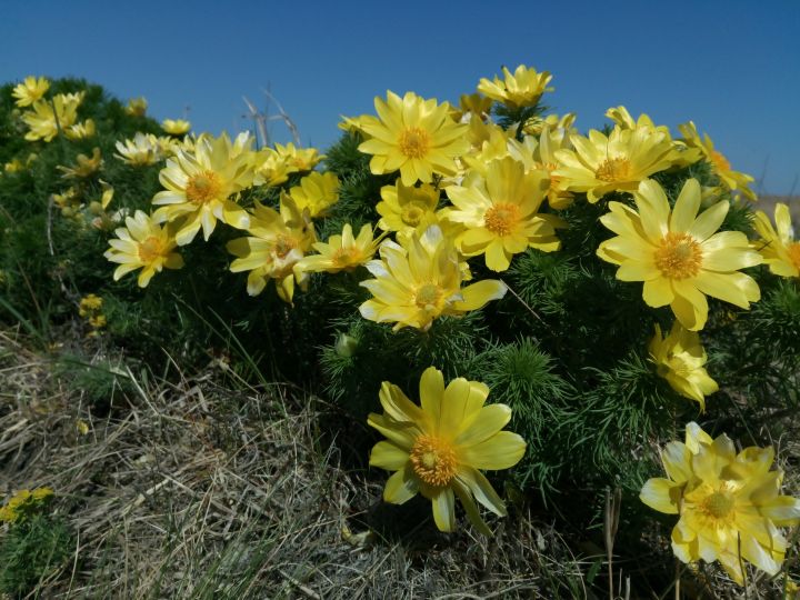 Ismeretlen érték: a tavasz egyik legszebb látnivalója a Tápió-vidéken